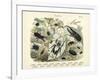 Insects, C.1860-null-Framed Giclee Print