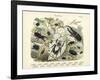 Insects, C.1860-null-Framed Giclee Print