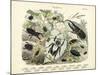 Insects, C.1860-null-Mounted Giclee Print