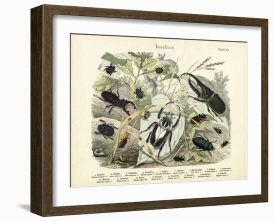 Insects, C.1860-null-Framed Giclee Print