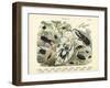 Insects, C.1860-null-Framed Giclee Print