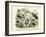 Insects, C.1860-null-Framed Giclee Print