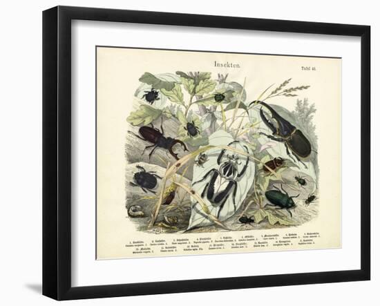 Insects, C.1860-null-Framed Giclee Print