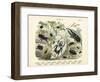 Insects, C.1860-null-Framed Giclee Print