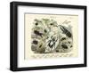 Insects, C.1860-null-Framed Giclee Print