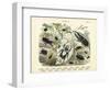 Insects, C.1860-null-Framed Giclee Print