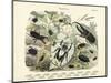 Insects, C.1860-null-Mounted Giclee Print