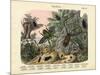 Insects, C.1860-null-Mounted Giclee Print