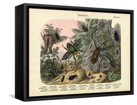 Insects, C.1860-null-Framed Stretched Canvas