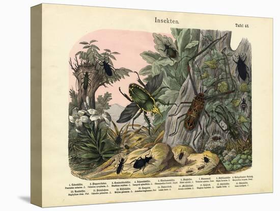 Insects, C.1860-null-Stretched Canvas