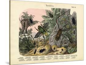 Insects, C.1860-null-Stretched Canvas