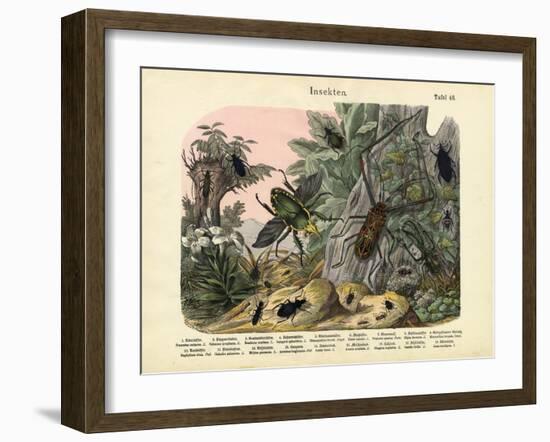 Insects, C.1860-null-Framed Giclee Print