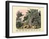 Insects, C.1860-null-Framed Giclee Print