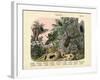 Insects, C.1860-null-Framed Giclee Print