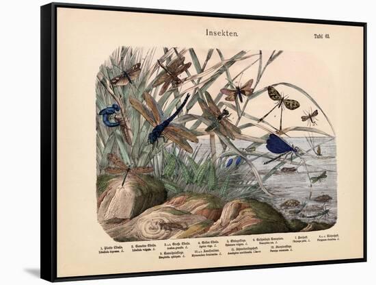 Insects, C.1860-null-Framed Stretched Canvas