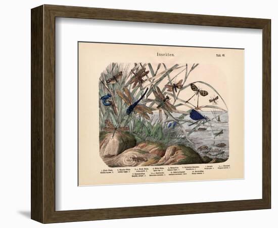 Insects, C.1860-null-Framed Giclee Print