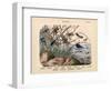 Insects, C.1860-null-Framed Giclee Print