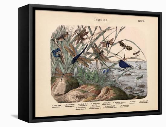 Insects, C.1860-null-Framed Stretched Canvas