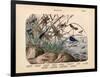 Insects, C.1860-null-Framed Giclee Print