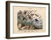 Insects, C.1860-null-Framed Giclee Print