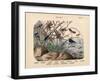 Insects, C.1860-null-Framed Giclee Print