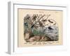 Insects, C.1860-null-Framed Giclee Print