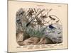 Insects, C.1860-null-Mounted Giclee Print