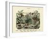 Insects, C.1860-null-Framed Giclee Print