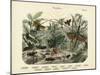 Insects, C.1860-null-Mounted Giclee Print