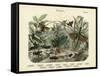 Insects, C.1860-null-Framed Stretched Canvas