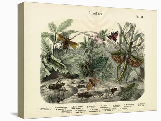 Insects, C.1860-null-Stretched Canvas