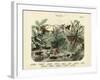 Insects, C.1860-null-Framed Giclee Print