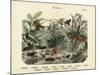 Insects, C.1860-null-Mounted Giclee Print