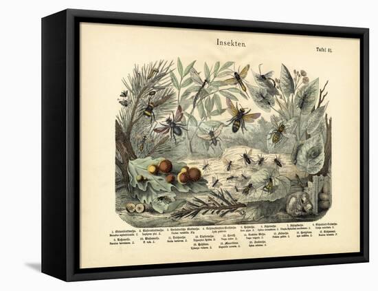 Insects, C.1860-null-Framed Stretched Canvas