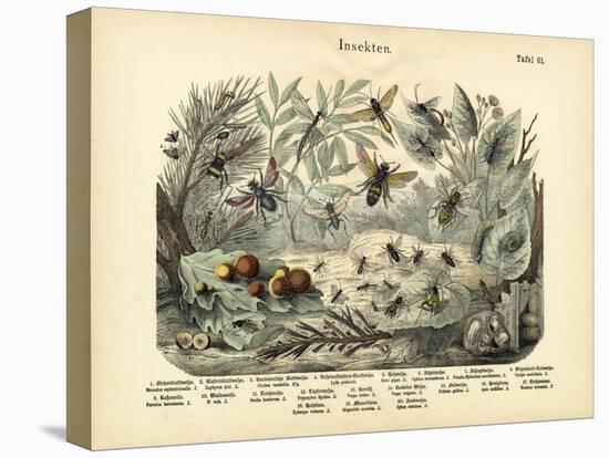 Insects, C.1860-null-Stretched Canvas
