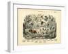 Insects, C.1860-null-Framed Giclee Print