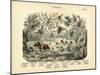 Insects, C.1860-null-Mounted Giclee Print