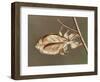 Insects' Camouflage-null-Framed Giclee Print