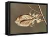 Insects' Camouflage-null-Framed Stretched Canvas