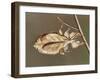 Insects' Camouflage-null-Framed Giclee Print