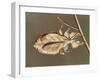 Insects' Camouflage-null-Framed Giclee Print