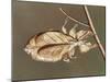 Insects' Camouflage-null-Mounted Giclee Print