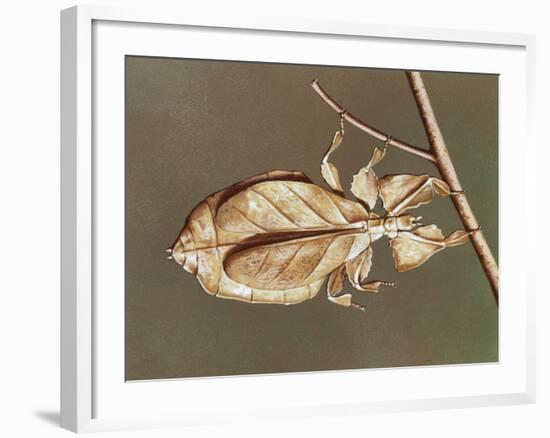 Insects' Camouflage-null-Framed Giclee Print