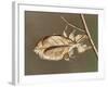 Insects' Camouflage-null-Framed Giclee Print