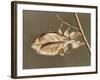 Insects' Camouflage-null-Framed Giclee Print