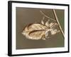 Insects' Camouflage-null-Framed Giclee Print