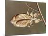 Insects' Camouflage-null-Mounted Giclee Print