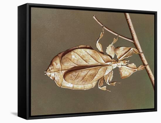 Insects' Camouflage-null-Framed Stretched Canvas
