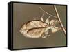 Insects' Camouflage-null-Framed Stretched Canvas