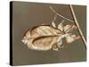 Insects' Camouflage-null-Stretched Canvas
